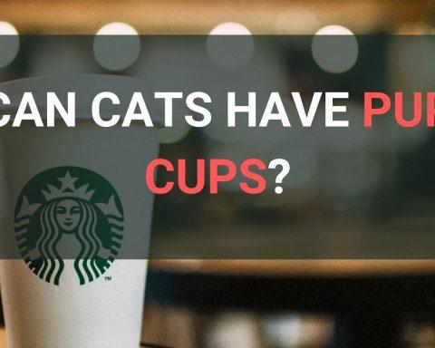 Can Cats Have Pup Cups