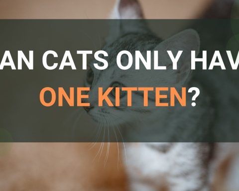 Can Cats Only Have One Kitten