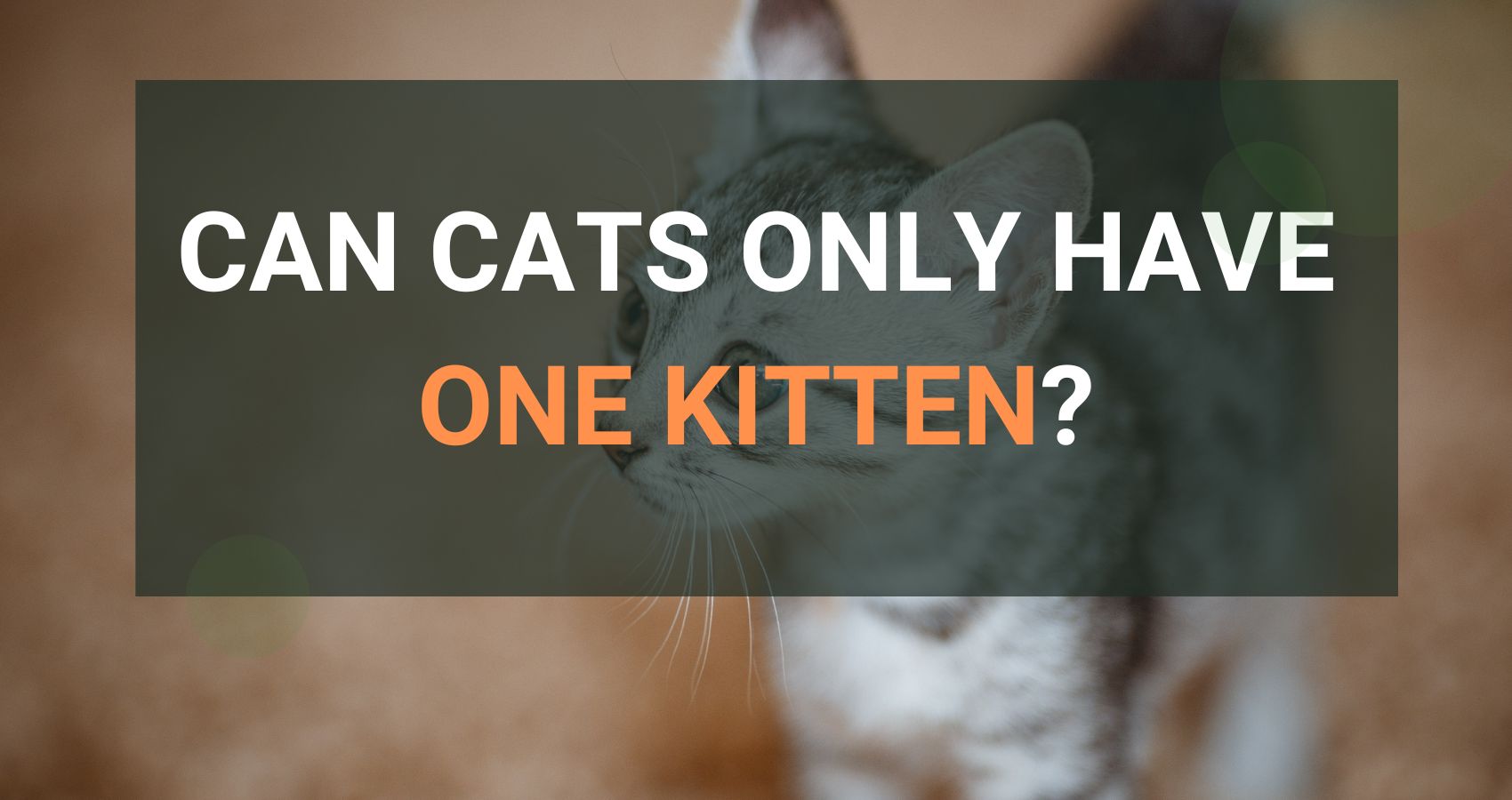 Can Cats Only Have One Kitten