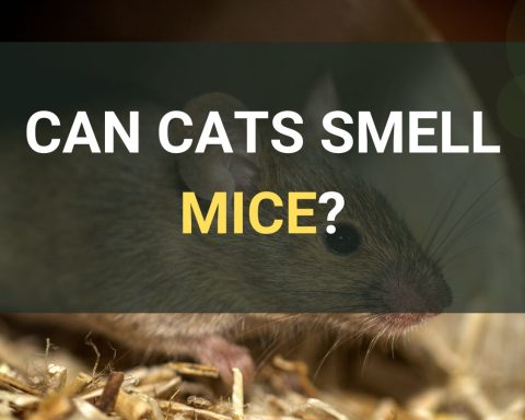 Can Cats Smell Mice