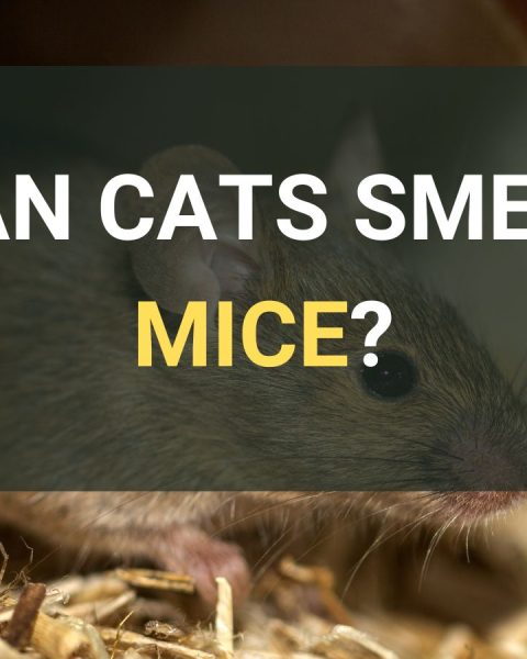 Can Cats Smell Mice