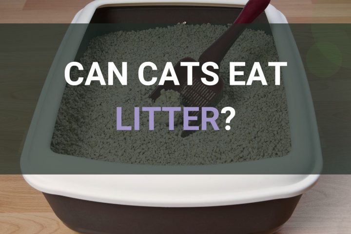 Can Cats Eat Litter?