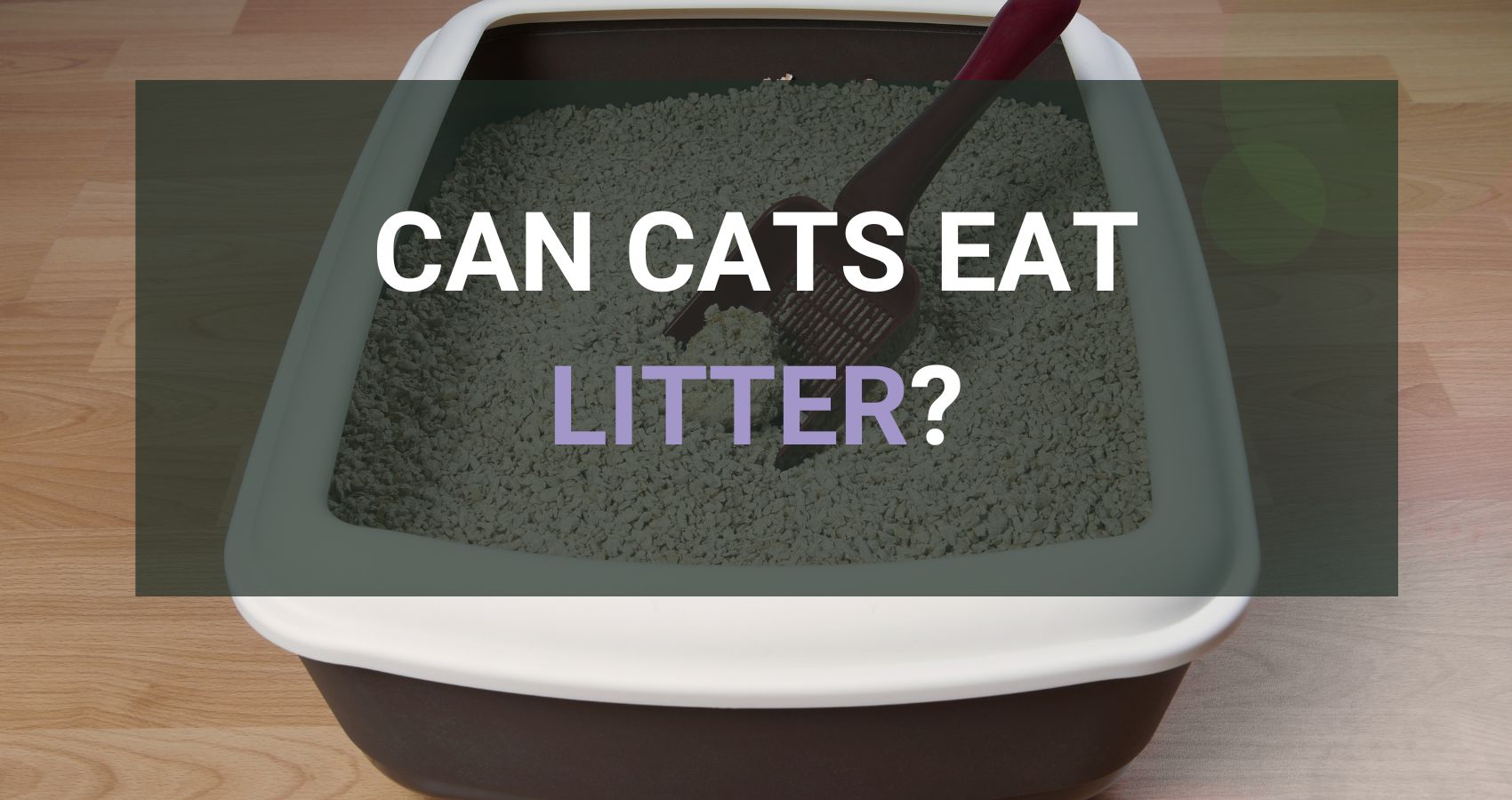 Can Cats Eat Litter?
