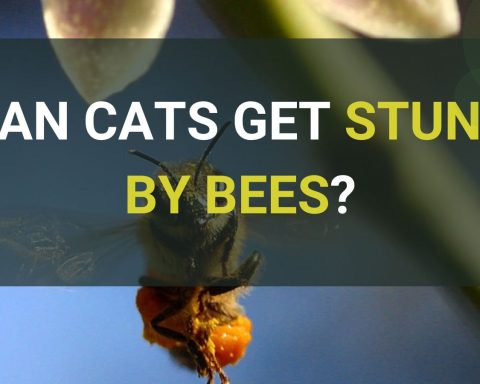 Can Cats Get Stung By Bees