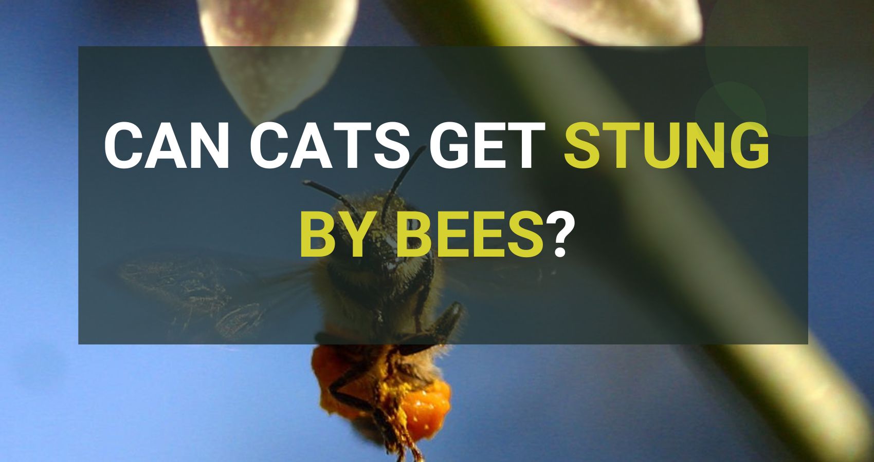 Can Cats Get Stung By Bees